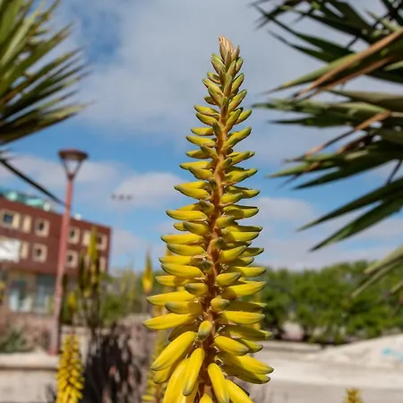 Apartament Le Poulpe Bleu Fuerteventura Chic And Relax